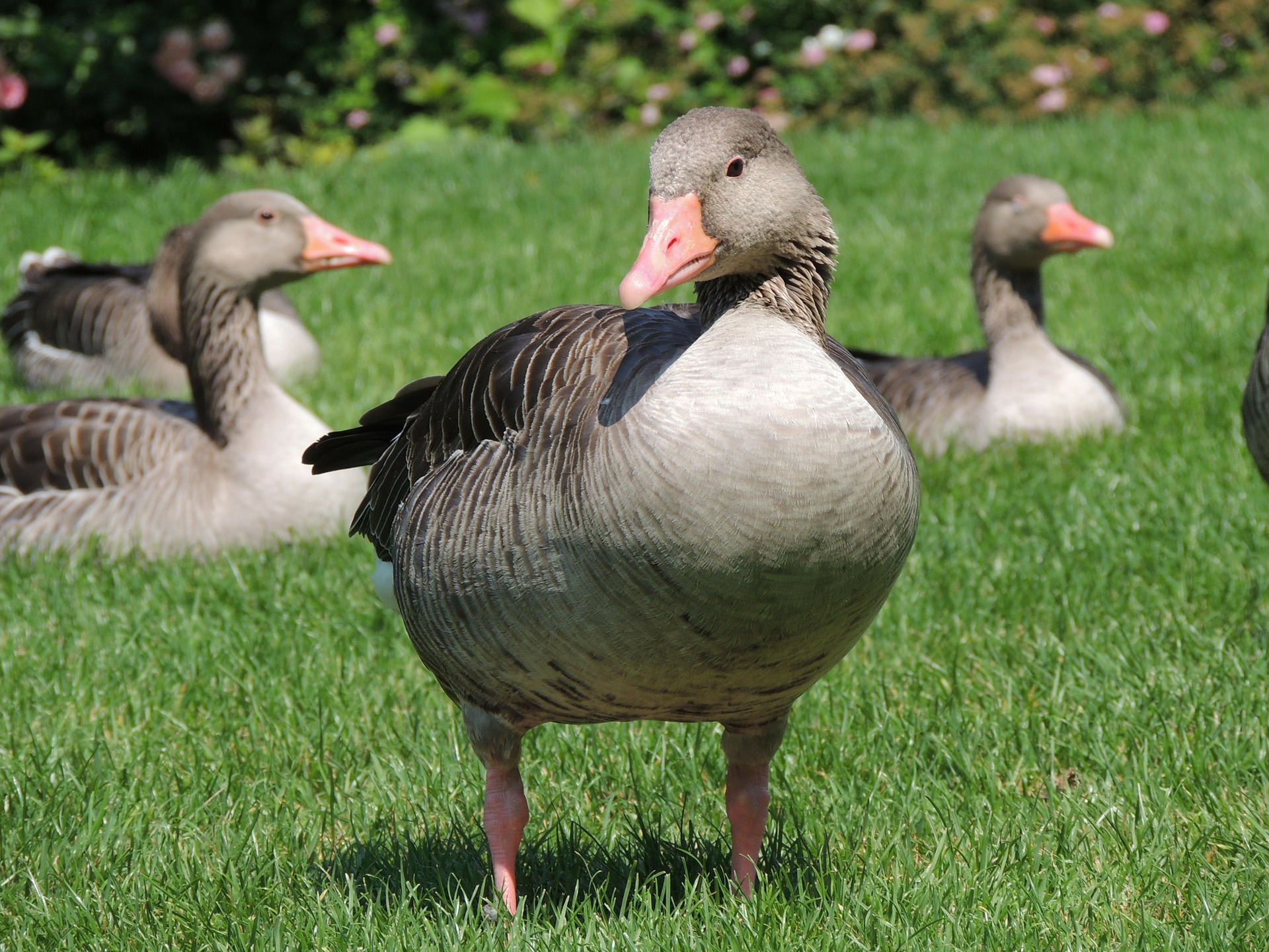 Goose 2